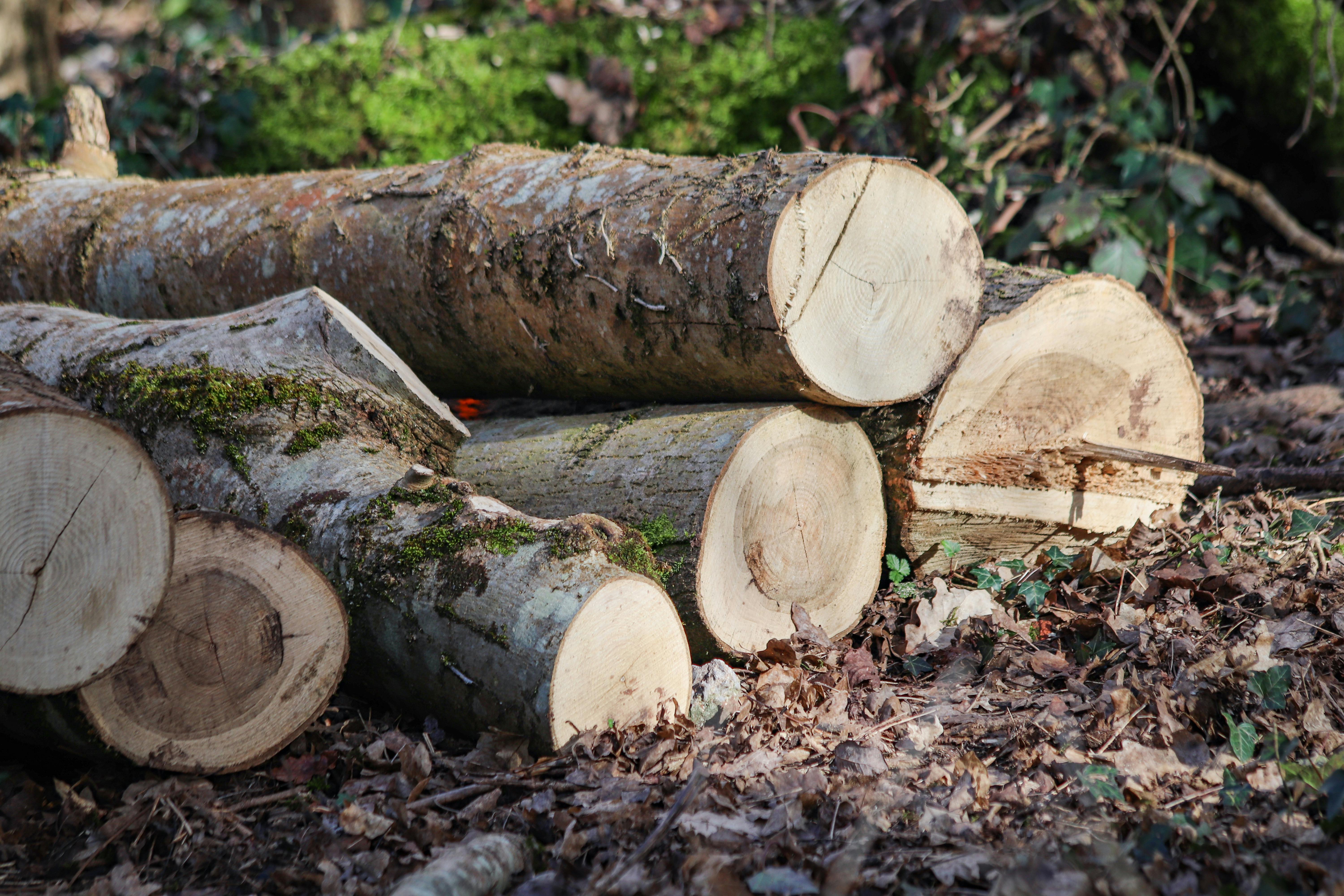 Tree Felling